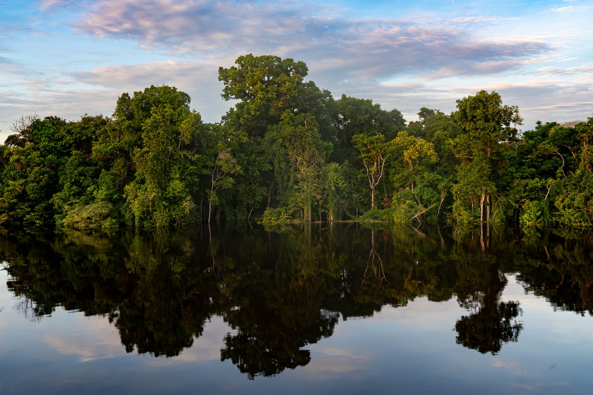 Floresta refletida no rio